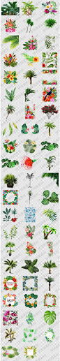 热带植物树木鲜花装饰花边png格式透明底免抠元素图片设计素材-淘宝网
