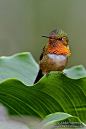 Scintillant Hummingbird  Costa Rica