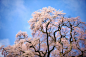 天神夫婦桜 / Cherry tree of the couple | Flickr - 相片分享！
