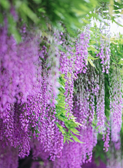 ~摘星许愿~采集到花卉摄影——紫藤