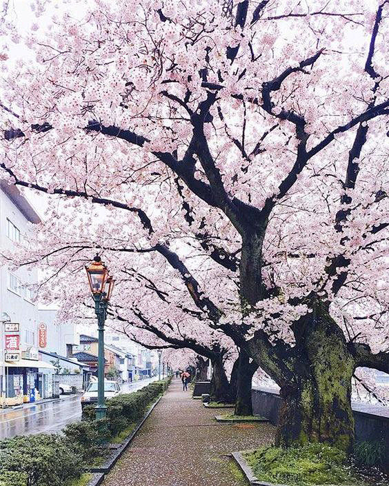 Cherry Blossom, Japa...