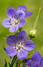 ~~Meadow Cranesbill (geranium Pratense) by Bob Gibbons~~: