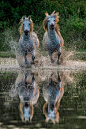 Equine Photography - Horse Reflection: 