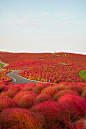 Kochia Hill（地肤山），位于日本关东茨城县。(683×1024)