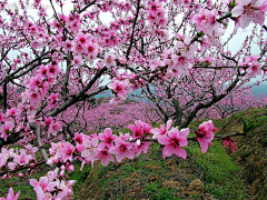 linchangzheng采集到第十三集：  花的媚