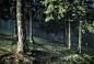 DARK FOREST : Dark Forest Image Manipulation