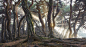 Sacred Pine Trees by jae youn Ryu on 500px