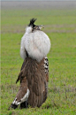 Photo Kori bustard - male in love by Paolo Maffioletti