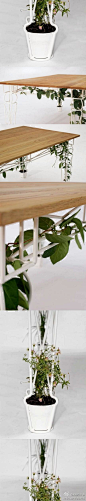 这款桌子是位于伦敦的JAILmake Studio工作室所设计的，该设计师旨在通过设计加强室内家具与自然的有趣互动。Plantable的设计希望把物体从自然中植入到玻璃、墙面等日常生活中，使绿色植物距离我们的餐桌更近一些，特别的适合在大城市的家
