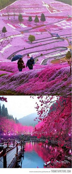 严老师（植栽设计）采集到植栽