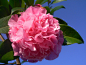 #山茶花# #微距#  #摄影# | Pink Camellia | Flickr - 相片分享！