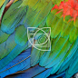 Greenwinged Macaw feathers #其他#