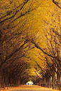 Ginkgo Tree Tunnel, Tokyo. Around 65,000 gingkoes line the streets of Tokyo; they are known as “the bearer of hope”, since some of them survived the bombing of Hiroshima. This tree tunnel is located in the outer garden of Meiji Shrine: 