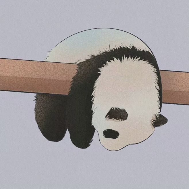 头像  插画  熊猫  可爱