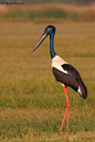Black Necked Stork | Flickr - Photo Sharing!
