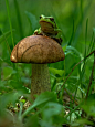 mushroom photography vyacheslav mishchenko 24 神奇的蘑菇世界，全新的视觉体验！