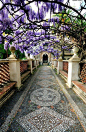  紫藤覆盖的通道-蒂沃丽花园，意大利