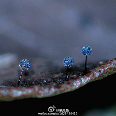 过庭长哀吟采集到菌菇