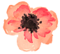 水彩手绘花卉花朵植物卡片邀请函图案合集PNG免扣PS平面设计素材