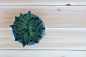 top-view-photo-of-succulent-plant-on-blue-pot-1903975