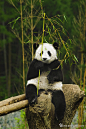熊猫 #采集大赛#