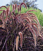 Love this stuff! Ornamental Grass, Pennisetum (Fountain Grass)  Gorgeous annual ornamental grass Long, slender, rich burgundy leaves.  Long, slender, rich burgundy leaves. Smoky pink foxtails shimmer in the slightest breeze. Satisfying in both tubs and ga