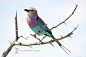 Lilac Breasted Roller