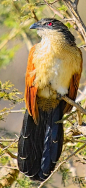 Burchell’s Coucal