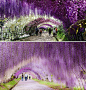 日本、紫藤花隧道、鲜艳繁盛的紫藤花盛开在日本北九州的河内藤园。樱花季节过后，随之到来的是紫藤花，其枝蔓如同葡萄藤。每年的紫藤节日，东京、静冈和冈崎都会隆重庆祝。足利花卉公园是欣赏各种不同品种紫藤花的最佳场所。