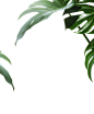 叶子 PNG 龟背竹_SC-水果花草树木素材 _T201889 #率叶插件，让花瓣网更好用#