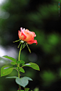 云台花园拍玫瑰（2015-5-9）