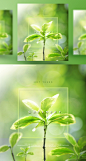 树枝 叶子 浅绿背景 绿色植物主题海报PSD_平面设计_海报