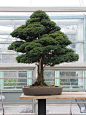 http://gardenslovers.tumblr.com/post/31864495145/bonsai-care #bonsai: 