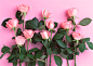 粉色,花,花朵,摄影,植物_122663249_创意图片_Getty Images China