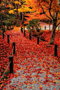 秋天的枫树之美，不仅在那经霜的素红，而更在那临风的枫爽。