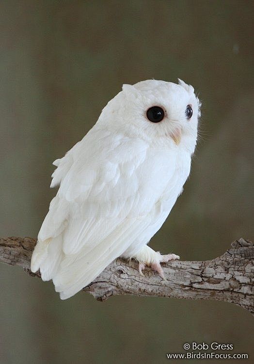Albino screech owl