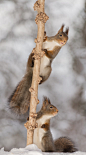 on branch with  snow beneath