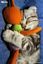 顽皮贪玩的双子座猫猫 连睡觉都要搂着玩具——双子座猫猫在睡着的一瞬间让你发现了它们顽皮的一面