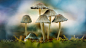 Wolfgang Korazija在500px上的秋季蘑菇群 _真菌采下来 #率叶插件，让花瓣网更好用#