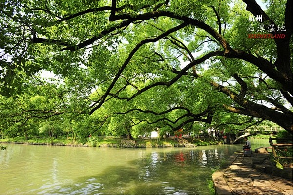 西溪湿地,自助游图片