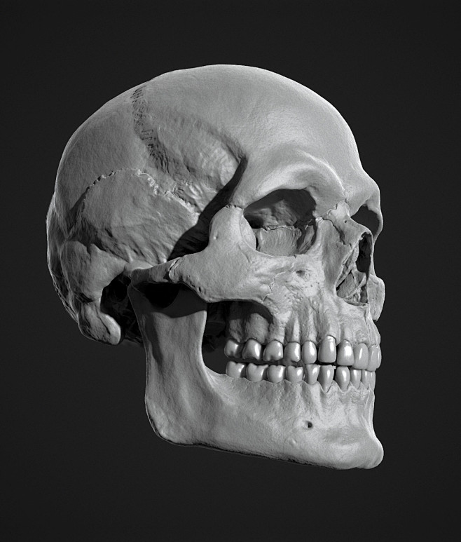 Human Skull Study, J...