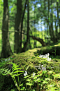 森林,绿色,春天,早晨,特写图片素材下载_正版图片VCG21gic11319940 - VCG.COM