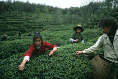 松树下的球儿采集到纪实人文