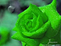 绿玫瑰代表着纯洁美丽的爱情因为花色青碧…