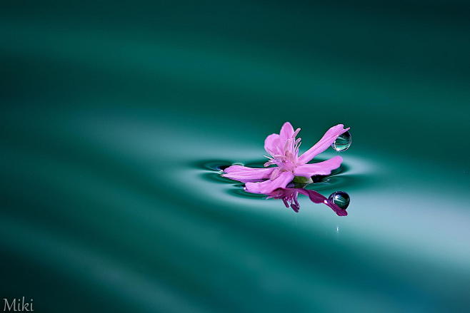 Photograph A Flower ...