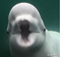 摄影师NicolePerkins在美国康涅狄格州神秘水族馆拍摄到了一只非常可爱的白鲸。这只八岁大的白鲸名叫Juno，不知道它是在发脾气，还是想要亲吻摄影师。这肥肥的大嘴，好可爱哟！