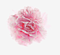 影棚拍摄,粉色,花,头状花序,花瓣_103332955_Close up of pink peony_创意图片_Getty Images China