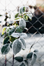 Kaboompics - Detail of leaves covered in frost