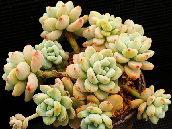 2f8476db5e08b9a9c5a76b2ba7e9ae1606d644c76208b-0eVchl