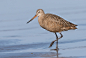 云斑塍鹬  Limosa fedoa 鸻形目 鹬科 塍鹬属
Marbled Godwit by Steve Constable on 500px